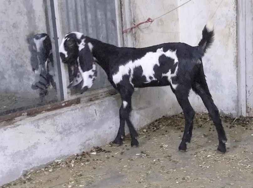 bakri or 2 bachay for sale — photo 3