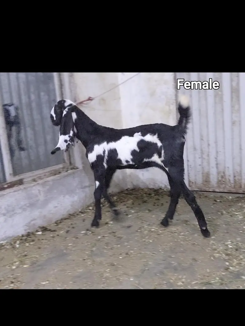 bakri or 2 bachay for sale — photo 4