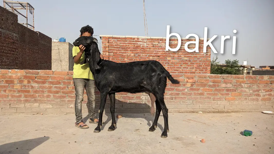 bakri or 2 bachay for sale — photo 5