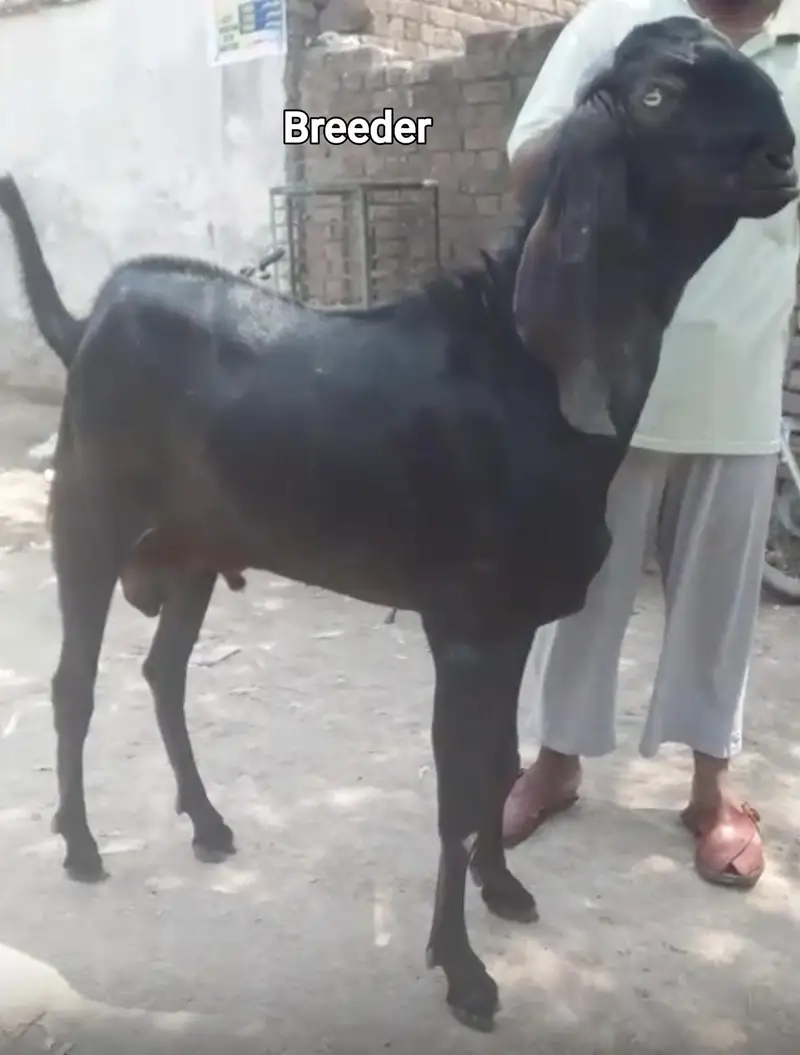 bakri or 2 bachay for sale — photo 6