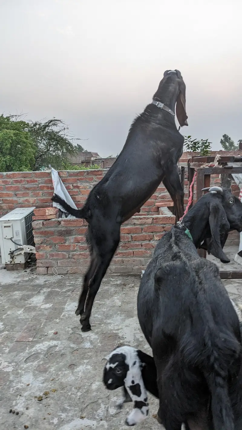 bakri or 2 bachay for sale — photo 7