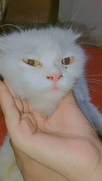 Persian cat pair home breed