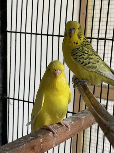 Australian Birds king size ( For sale )