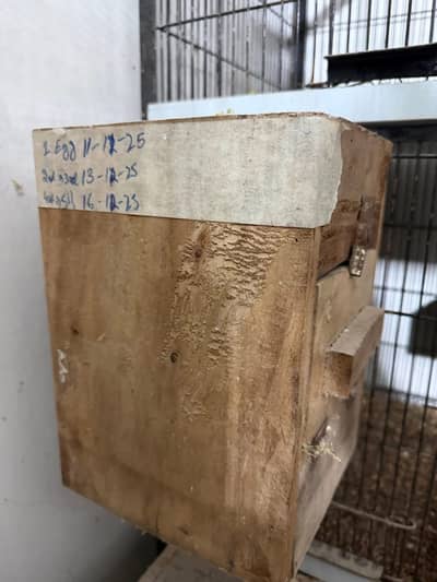Iron Cage and Birds Accessories