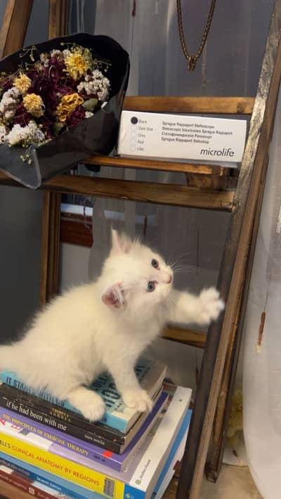 Persian Kitten for Sale