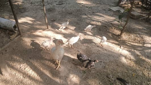MIANWALI HEERA