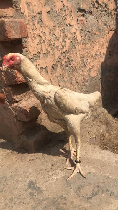 shom murgi chick dragon aseel sale