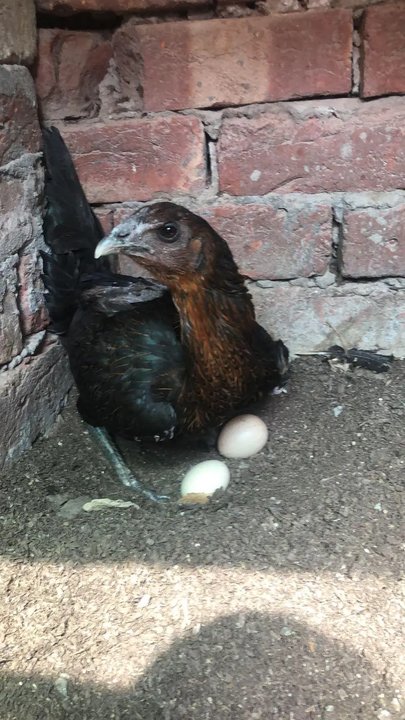 shom murgi chick dragon aseel sale — photo 2