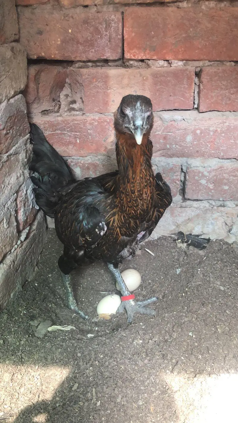 shom murgi chick dragon aseel sale — photo 3