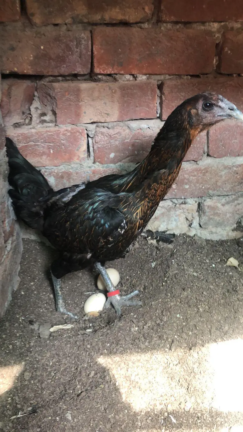 shom murgi chick dragon aseel sale — photo 4
