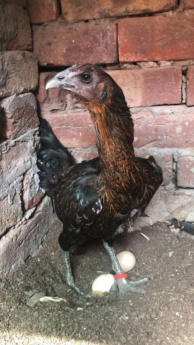 shom murgi chick dragon aseel sale — photo 5