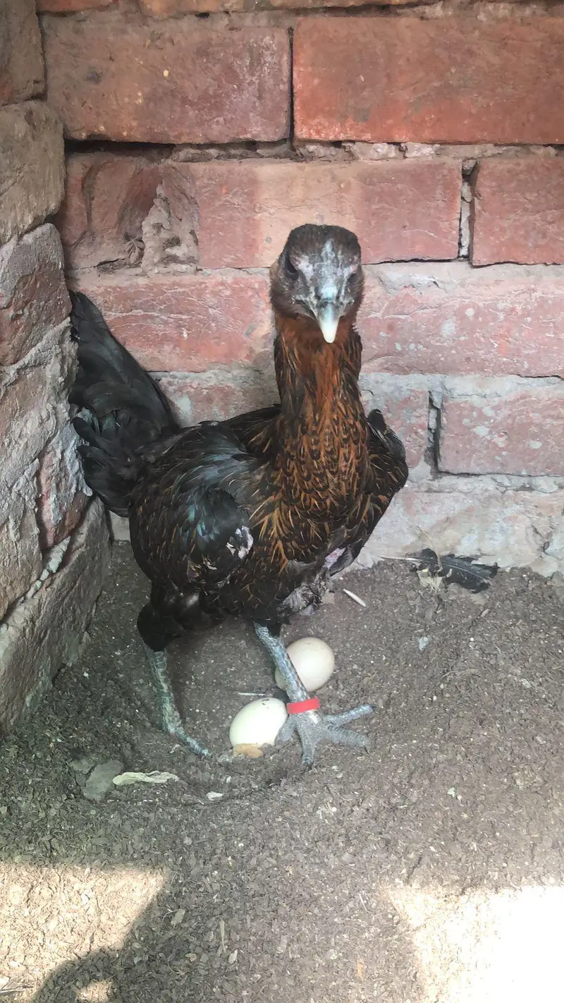shom murgi chick dragon aseel sale — photo 6
