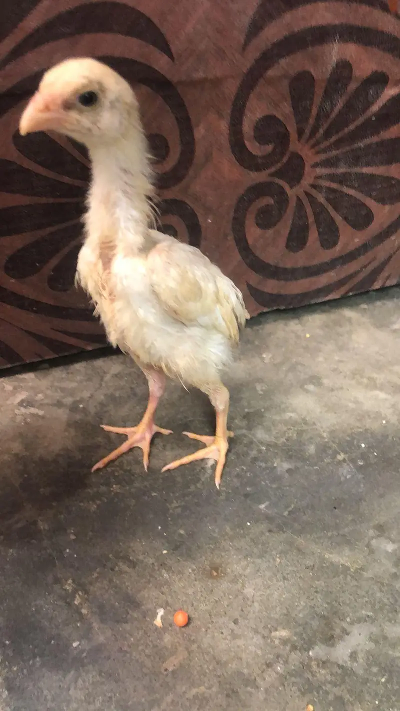 shom murgi chick dragon aseel sale — photo 9