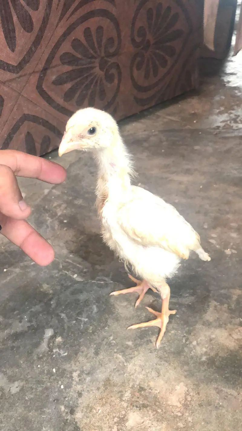 shom murgi chick dragon aseel sale — photo 10