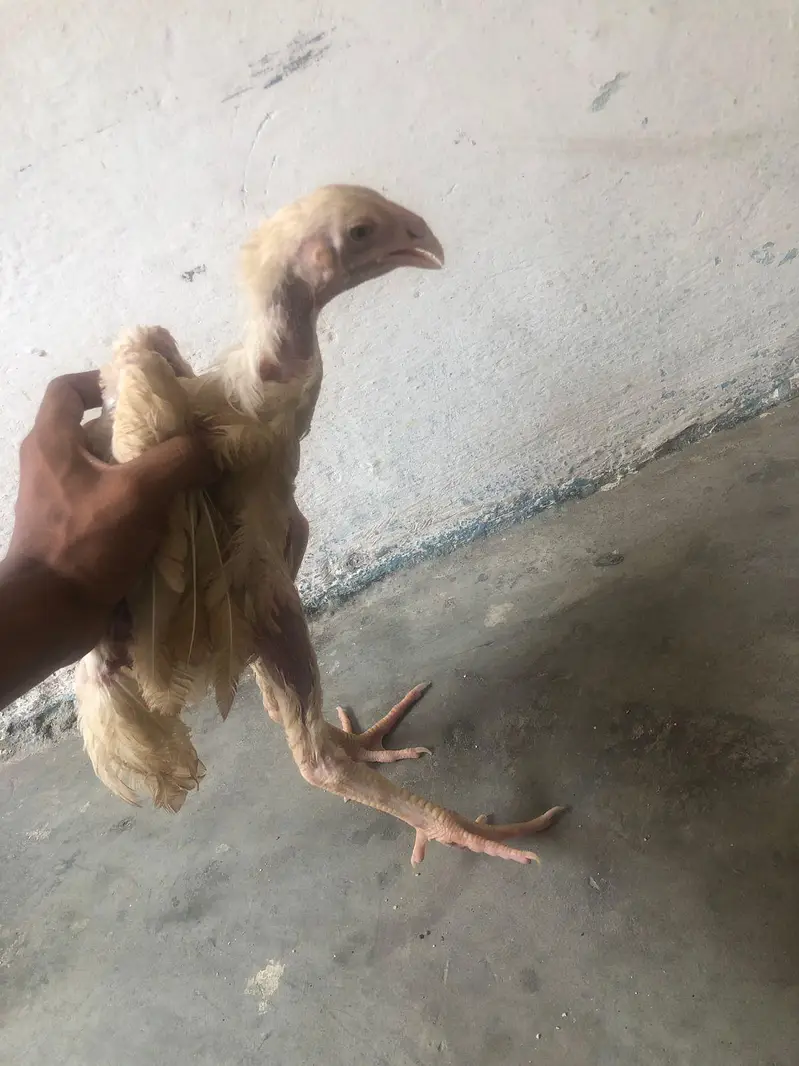 shom murgi chick dragon aseel sale — photo 11