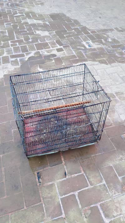 Birds Cage