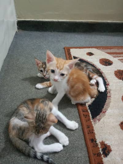 KITTENS FOR ADOPTION