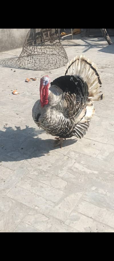 turkey male for sale