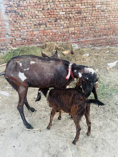 Bakri for sale + 1 bachy ky sath whattsapp 0324.70. 222  75