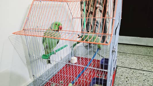 Talking Parrots Pair