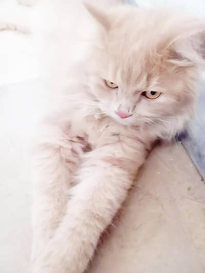 Persian 3coated Male cat