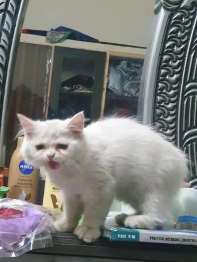 Female Persian cat