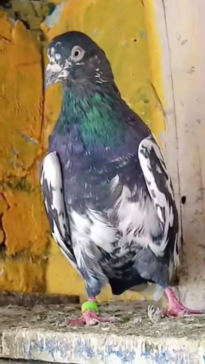 breeder kabootar 8