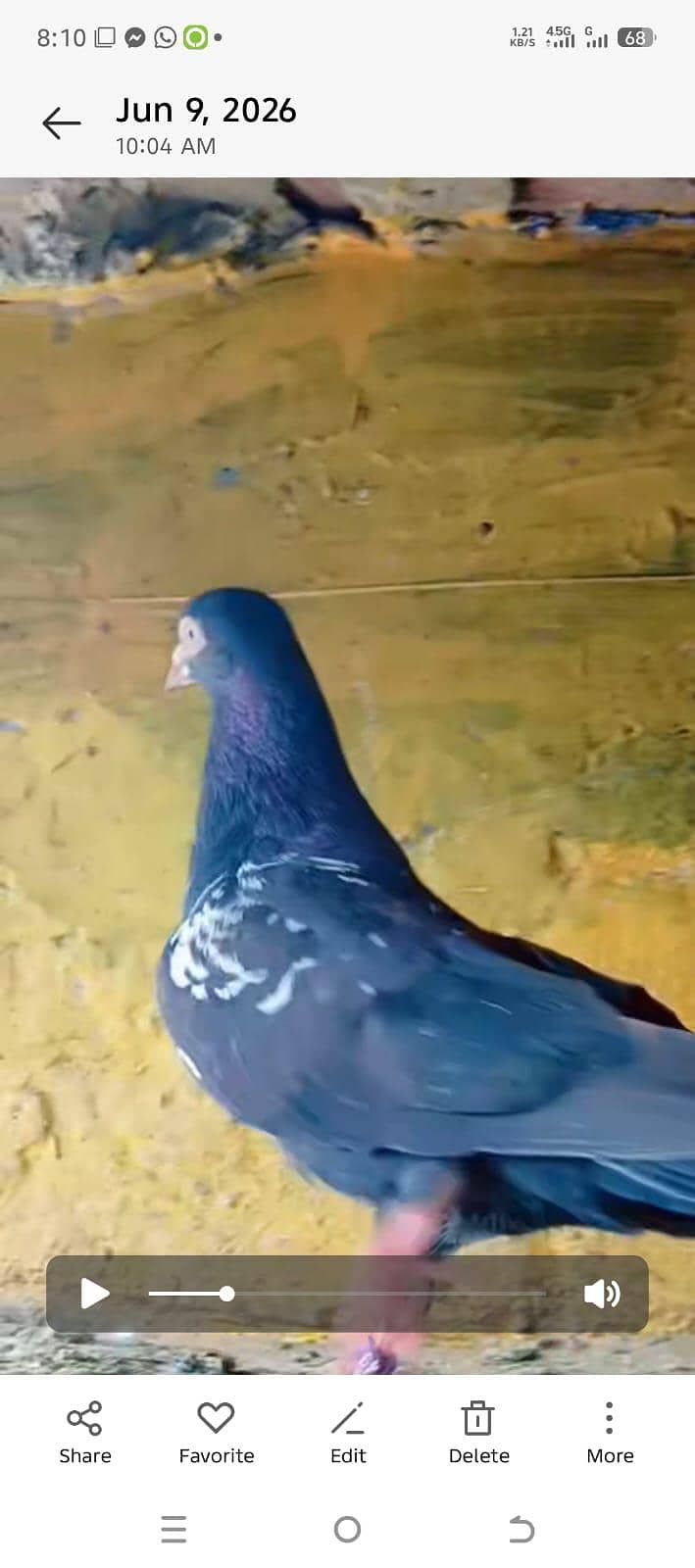 breeder kabootar 9