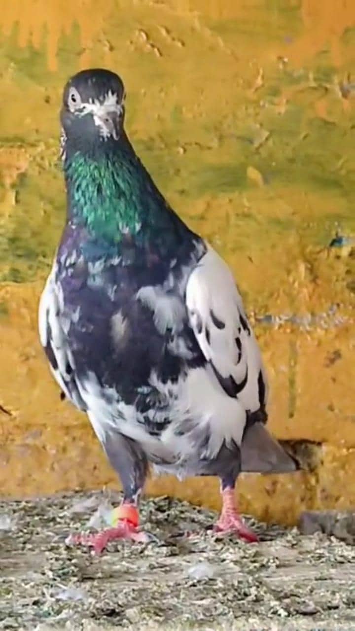 breeder kabootar 10