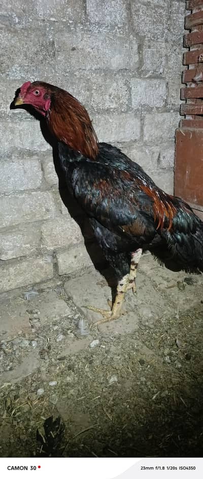 (اصیل مرغا کی عمر( ۱سال  ہےمیری گھر کی بریڈ ہے ہچھےفأٹر میں سے بنا ہ