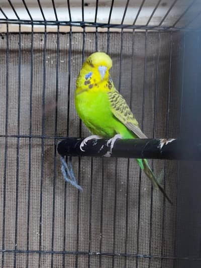 under exhibition female for sale