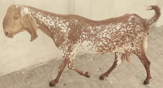 mikhi cheeni for sales