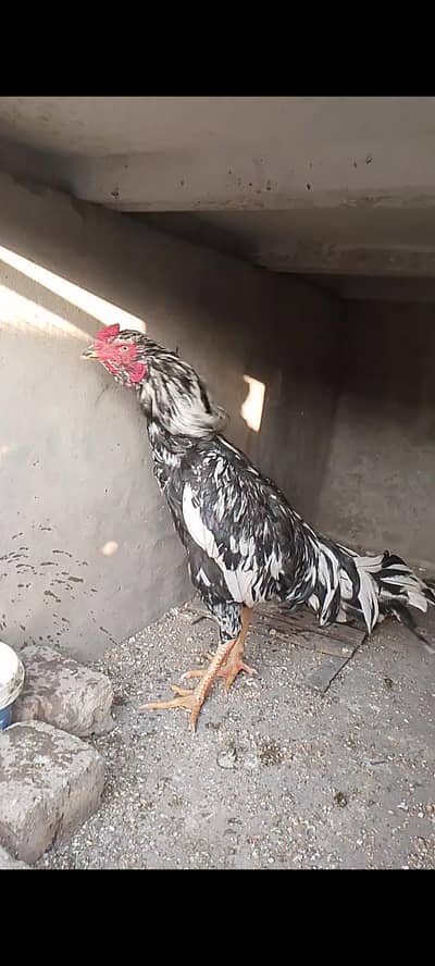 Aseel lasani mushka