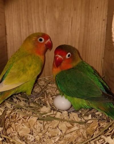 LoveBird Bonded Pair