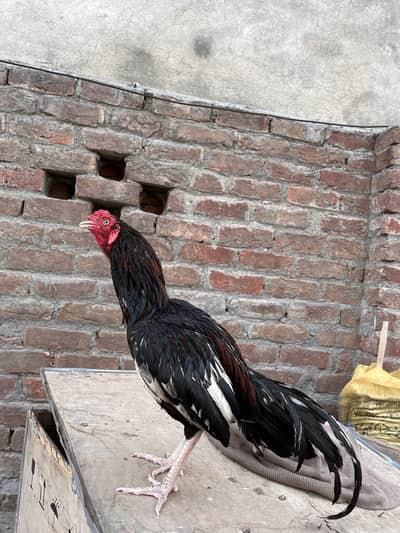 Amroha cross