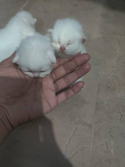 Persian kitten more than triple coated