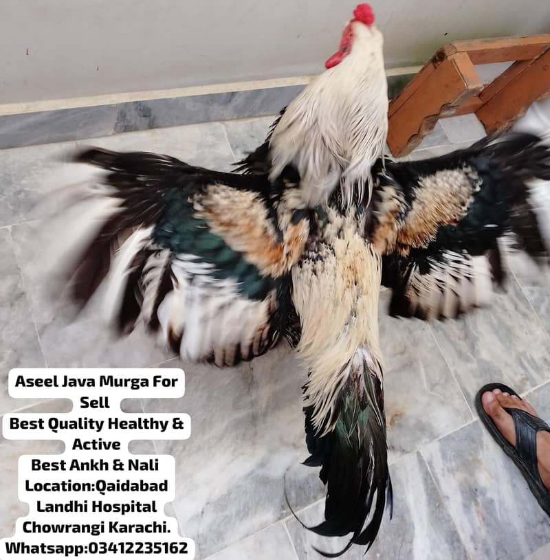 Aseel Java Murga 1