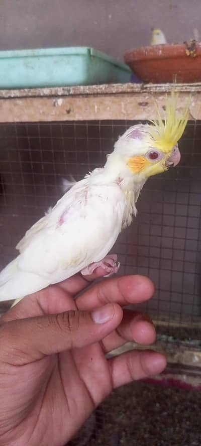tame cocktail