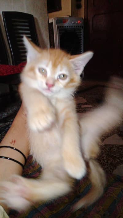 Persian kittens cute kitten persian cat