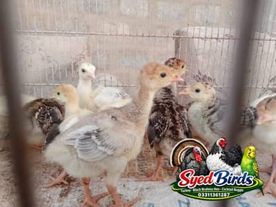Turkey chicks