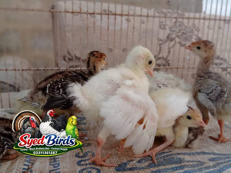 Turkey chicks 1
