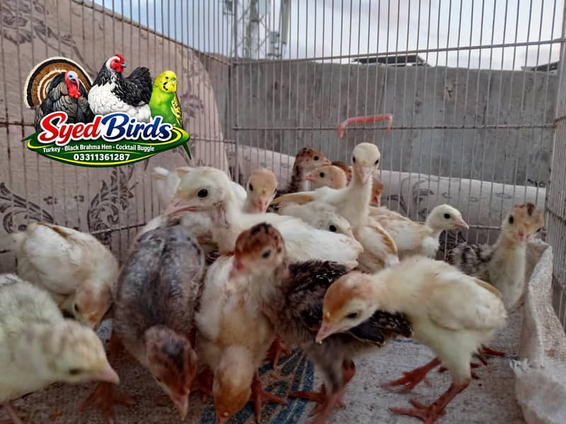 Turkey chicks 2