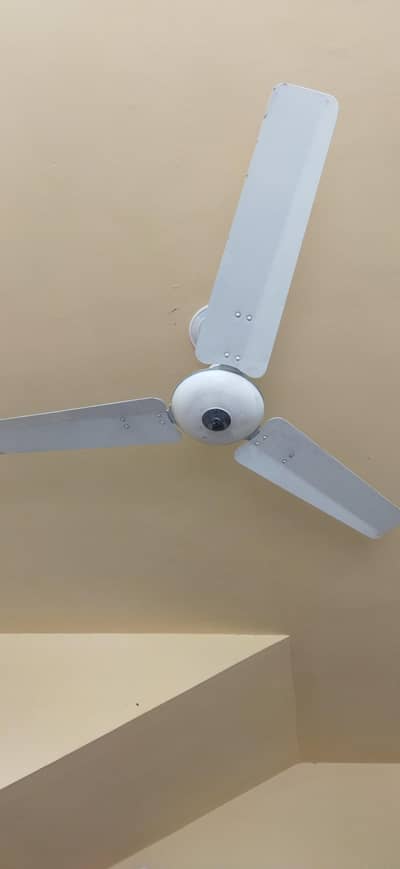 Royal Fan for sale