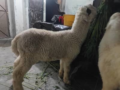 Mundra Bakri goat Bakri