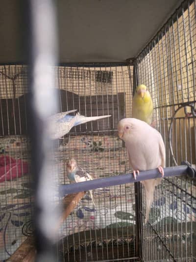 Confirm breeder Budgies Pair (for sell)