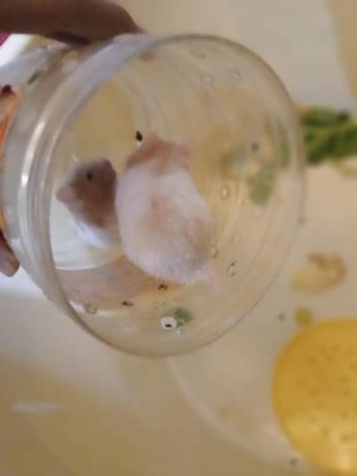 selling pair of hamster!