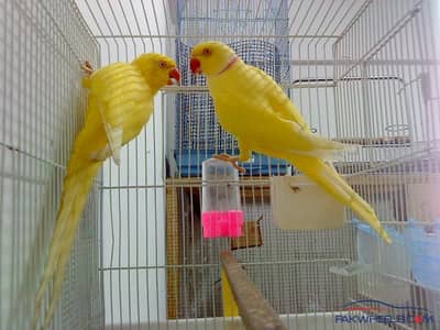 birds avalibal all birds hi contact now