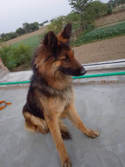 brunu