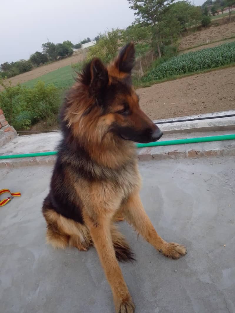 brunu 0