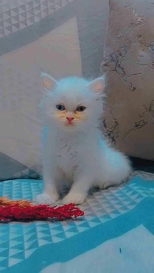 KITTENS  1